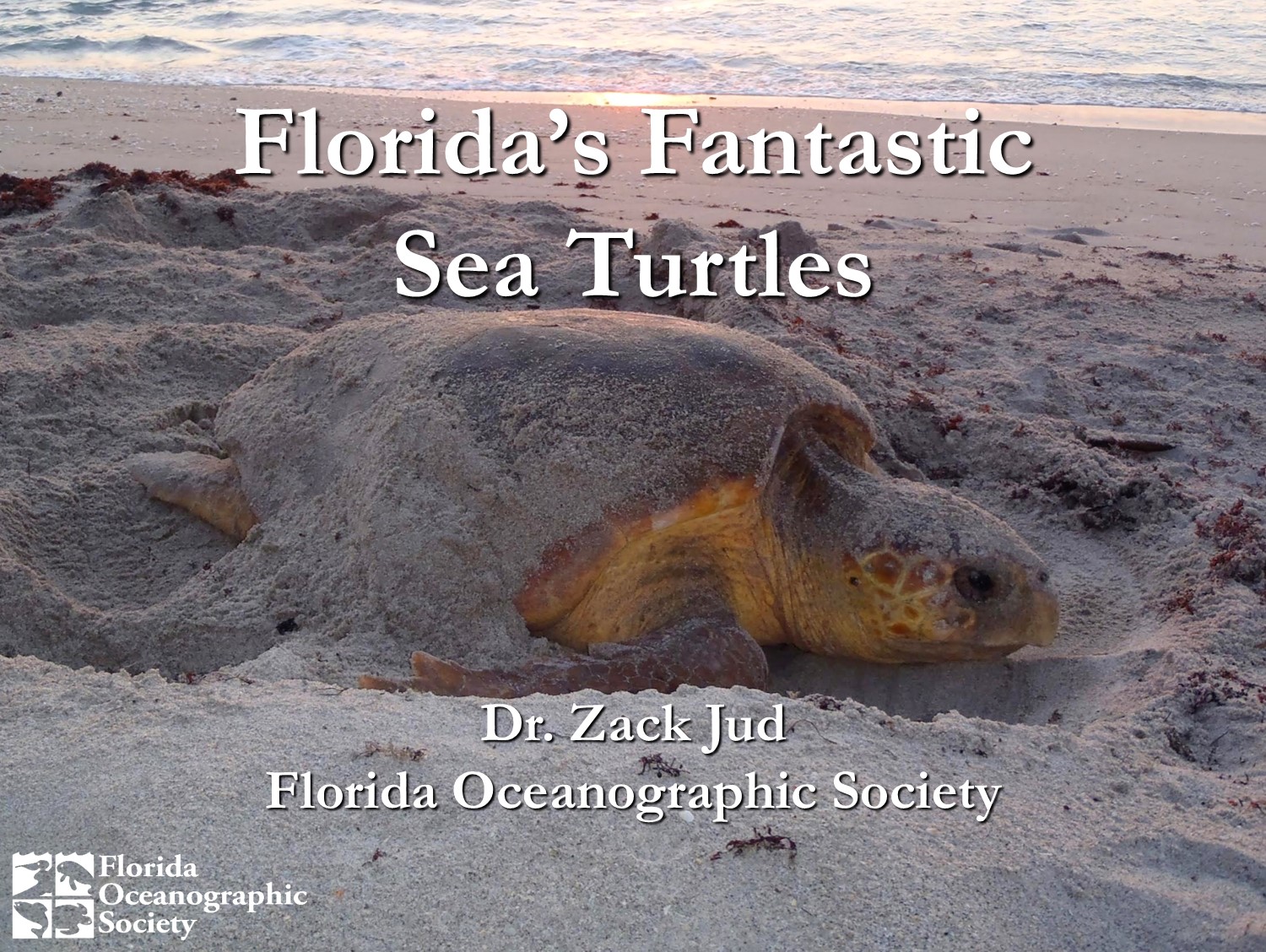 Florida Oceanographic Society Floridas Fantastic Sea Turtles Virtual